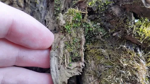 Syed's Thread-moss