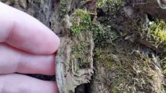 Syed's Thread-moss thumbnail 1