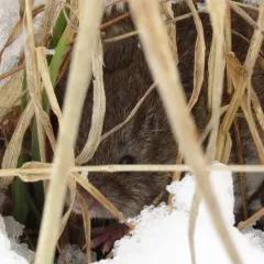 Eastern Meadow Vole thumbnail 2