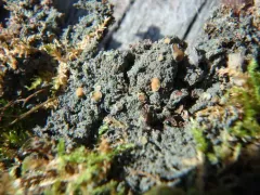 Moss Shingle Lichen thumbnail 1