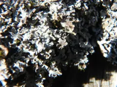 Ground Frost Lichen thumbnail 2