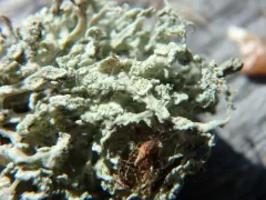 Ramalina labiosorediata thumbnail 2