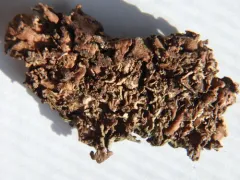 Quilted Stippleback Lichen thumbnail 3