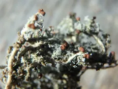 Easter Foam thumbnail 2