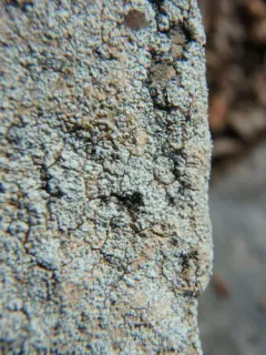 Aspicilia bicensis thumbnail 1