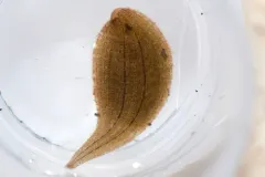 Glossiphonia complanata thumbnail 1