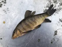 Lake Chubsucker thumbnail 4