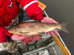 Spotted Sucker thumbnail 1