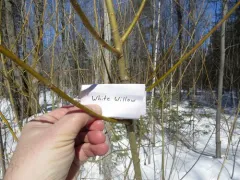 white willow thumbnail 4