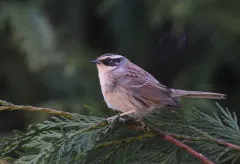 Siberian Accentor thumbnail 2