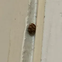 Varied Carpet Beetle thumbnail 4