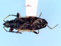 Diffused Seed Bug thumbnail 3