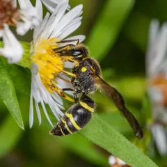 Catskill Potter Wasp thumbnail 3