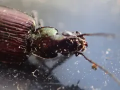 Anchomenus aeneolus thumbnail 4