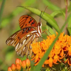 Gulf Fritillary thumbnail 4