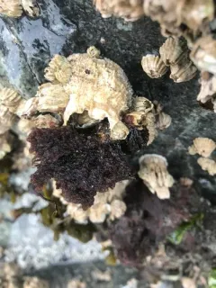 beauty bush alga thumbnail 4