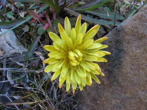 Holmen's dandelion
