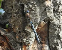 Azure Darner thumbnail 2