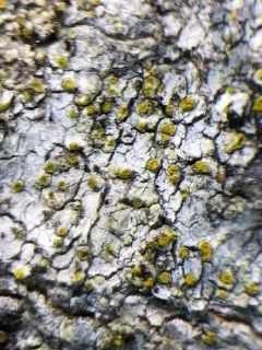 Solitaria chrysophthalma thumbnail 2