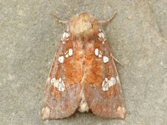 Wild Yam Borer Moth thumbnail 4