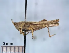 Ornate Grouse Locust thumbnail 2