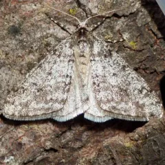 Small Phigalia Moth thumbnail 2