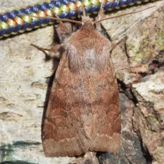 Gray Quaker thumbnail 3