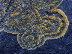 Polycauliona brattiae thumbnail 1