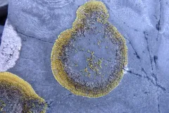 Polycauliona brattiae thumbnail 2