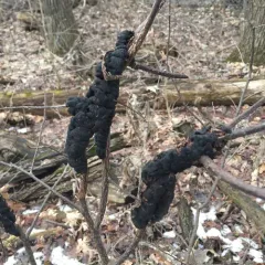 black knot thumbnail 2