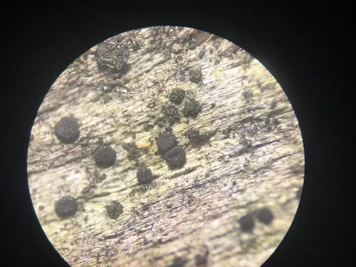 Haematomyxa vinosa