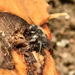 Frigid Mining Bee thumbnail 2