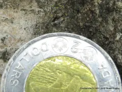 Broken-banded Ectoedemia Moth thumbnail 2