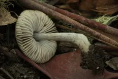 Pluteus phaeocyanopus thumbnail 3