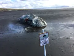 Sperm Whale thumbnail 1