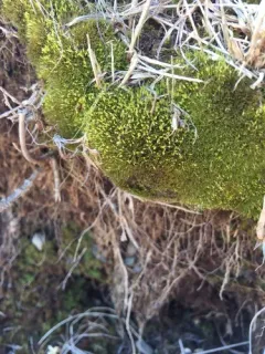 Small-mouthed Beardless-moss thumbnail 2