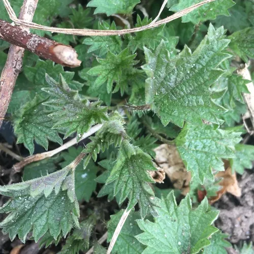 Dwarf Nettle