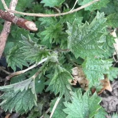 Dwarf Nettle thumbnail 1