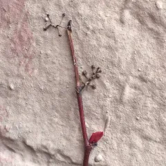 Japanese creeper thumbnail 2