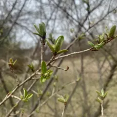 autumn olive thumbnail 1
