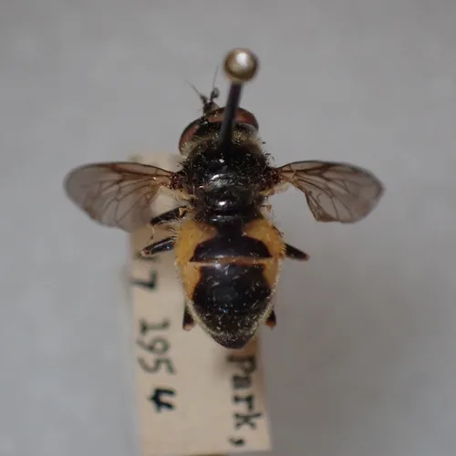 Confusing Wood Fly