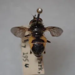Confusing Wood Fly thumbnail 1