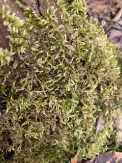 Smooth-stalk Feather-moss thumbnail 2