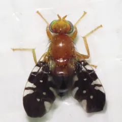 Paramyiolia nigricornis thumbnail 1