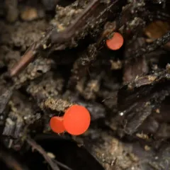 Pseudopithyella minuscula thumbnail 1