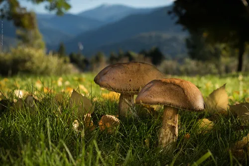 greyshank bolete