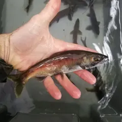 Sockeye Salmon thumbnail 2