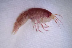 Eusirus cuspidatus thumbnail 2