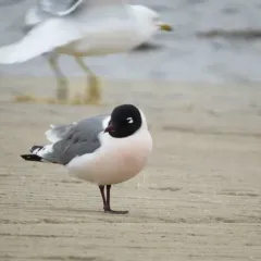 Franklin's Gull thumbnail 4