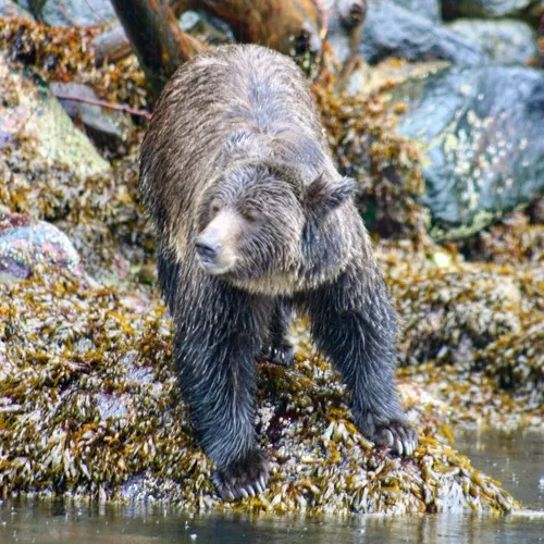 Brown Bear